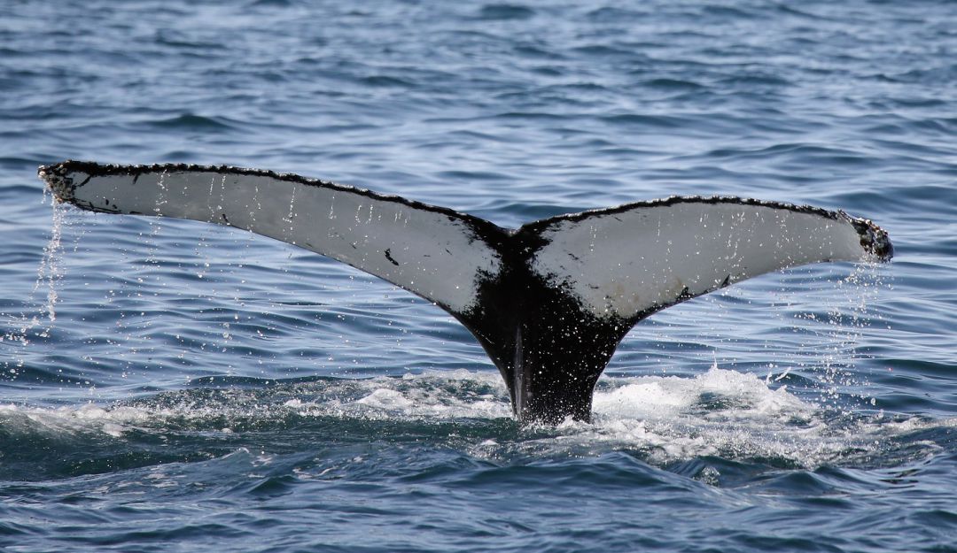 Plásticos en el mar: Los residuos plásticos, hasta en el vientre de las ballenas