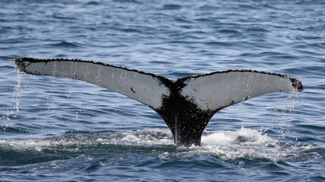 Los residuos plásticos, hasta en el vientre de las ballenas