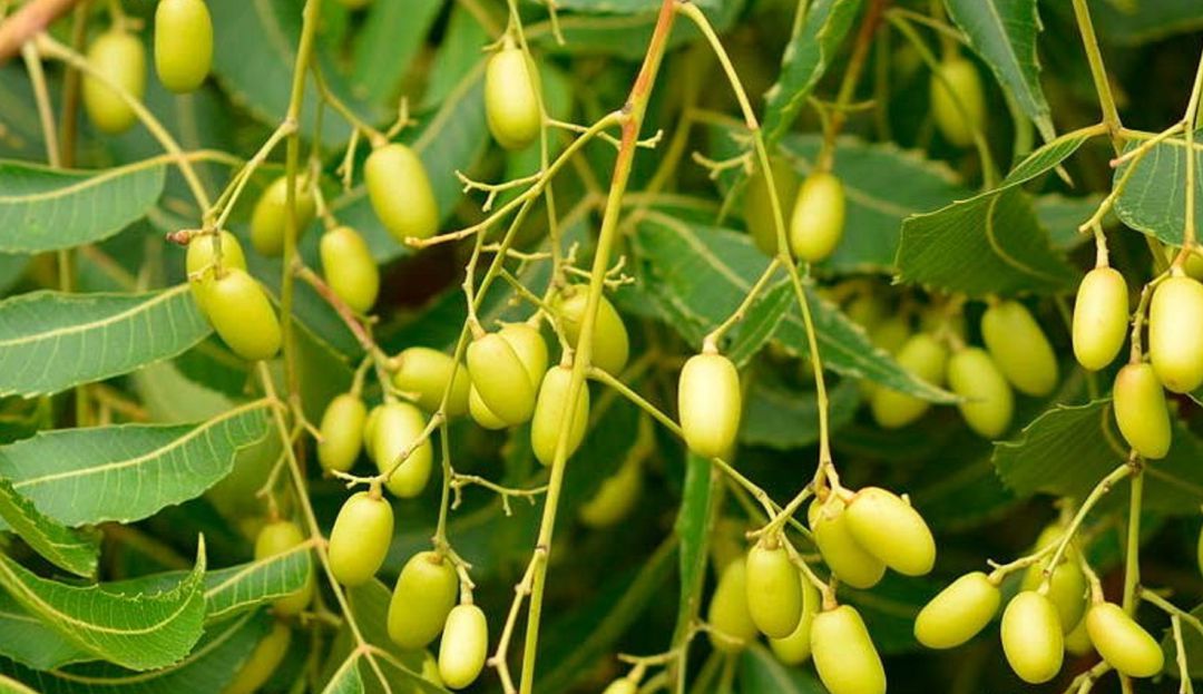 Investigaciones universitarias, patente a Universidad Nacional: Unal Medellín crea bioinsecticida a base de células del árbol de neem