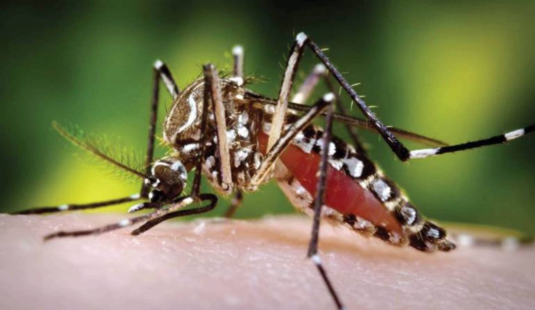 Casos de dengue: Más de 71.000 casos de dengue durante los primeros 7 meses de 2019