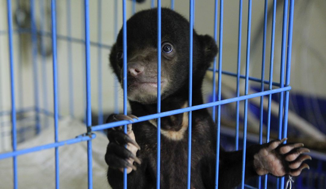 Trafico de animales: Más de 500 capturados por tráfico de animales