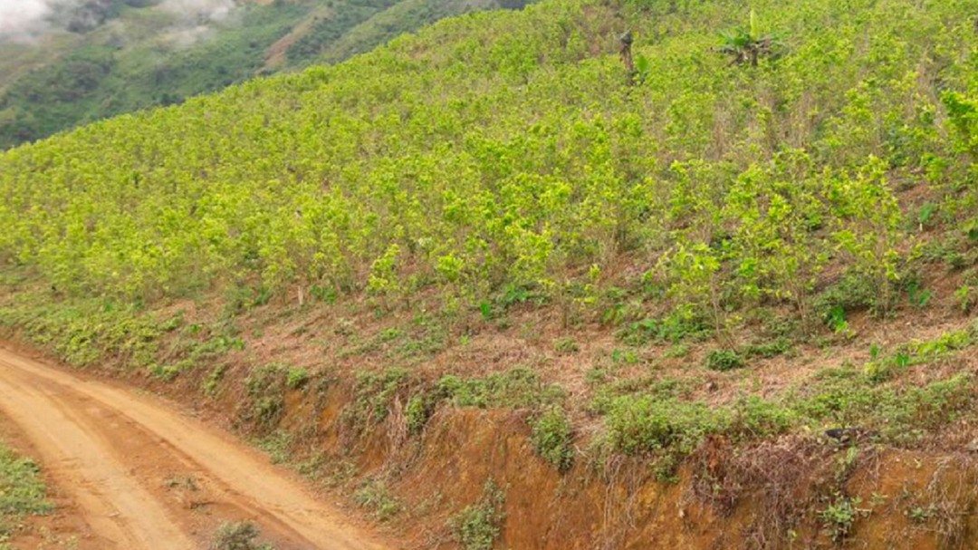 Con reforestación, Antioquia controlará minería y cultivos ilícitos