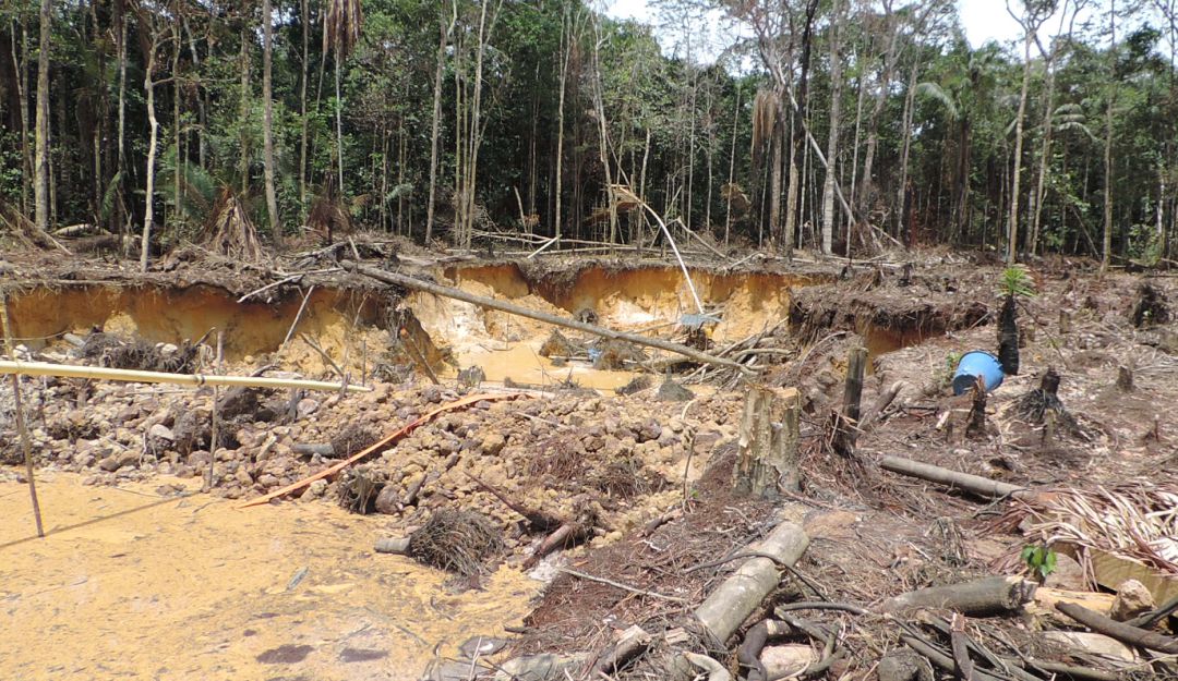 Tala de árboles: Por primera vez en 10 años se reducen índices de deforestación en Colombia