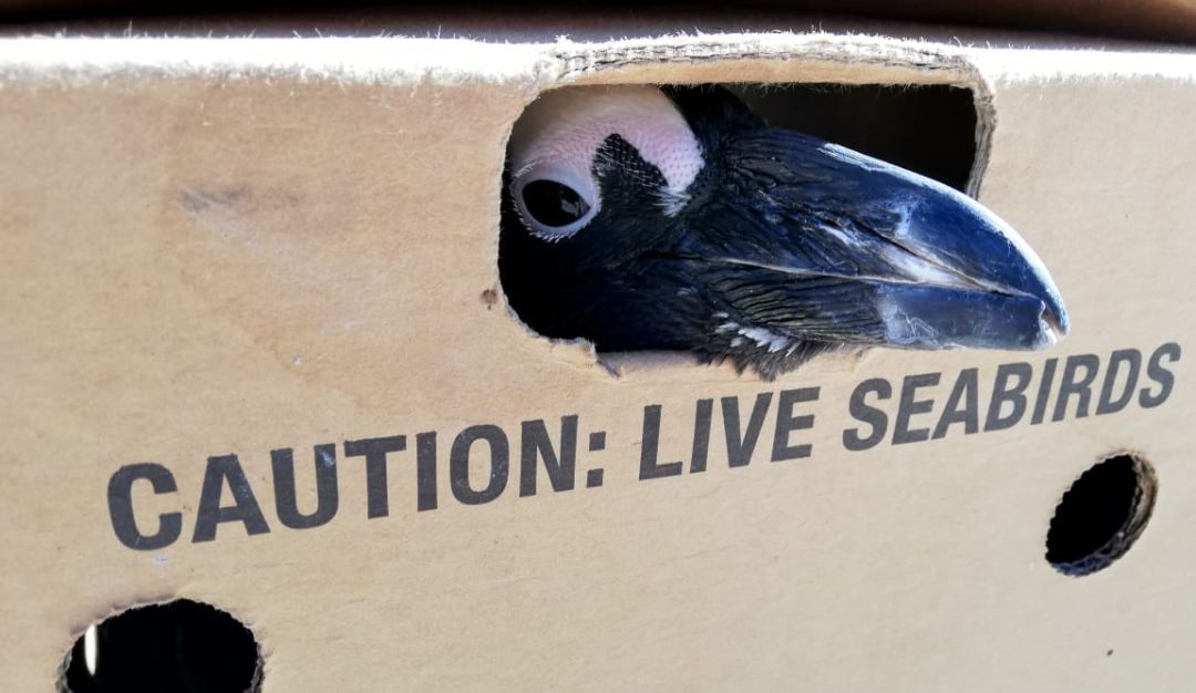 Así han sido evacuados los pingüinos rescatados tras el derrame de crudo.