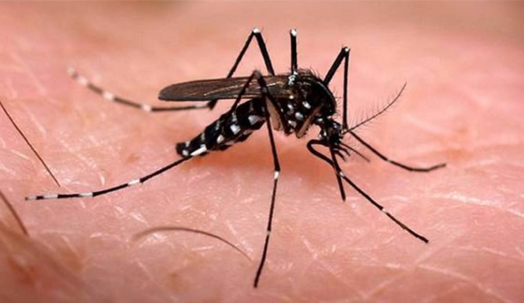 Malaria importada obliga a activar cerco sanitario