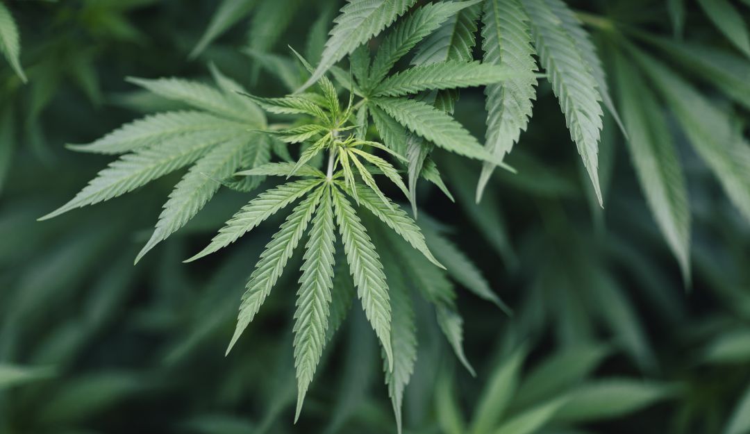 Cannabis terapéutico: Aprobada la experimentación con cannabis terapéutico en Francia