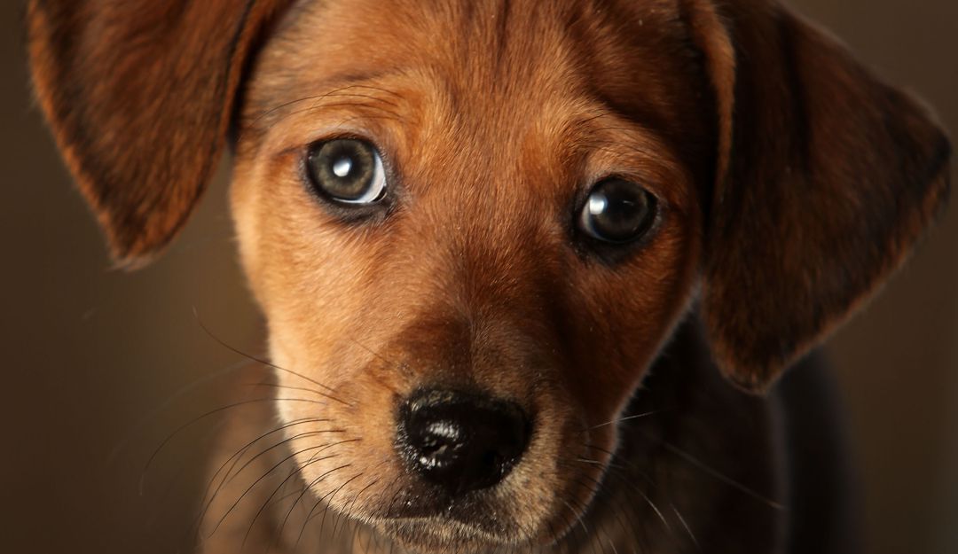 Abandonan perro en carretera: ¡Crueldad animal! Una familia abandona a su perro en medio de las vías