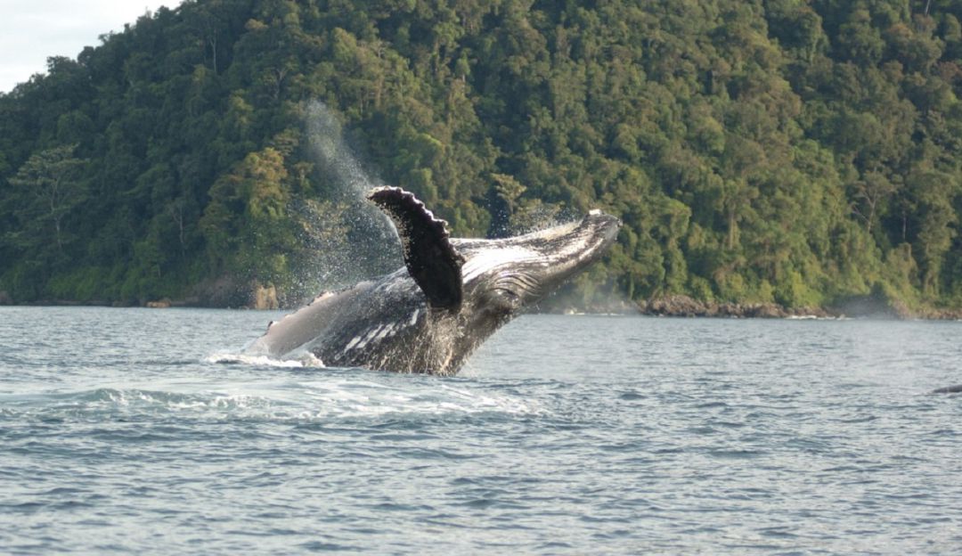 Se inicia la temporada de avistamiento de ballenas en el Pacífico: Se inicia la temporada de avistamiento de ballenas en el Pacífico