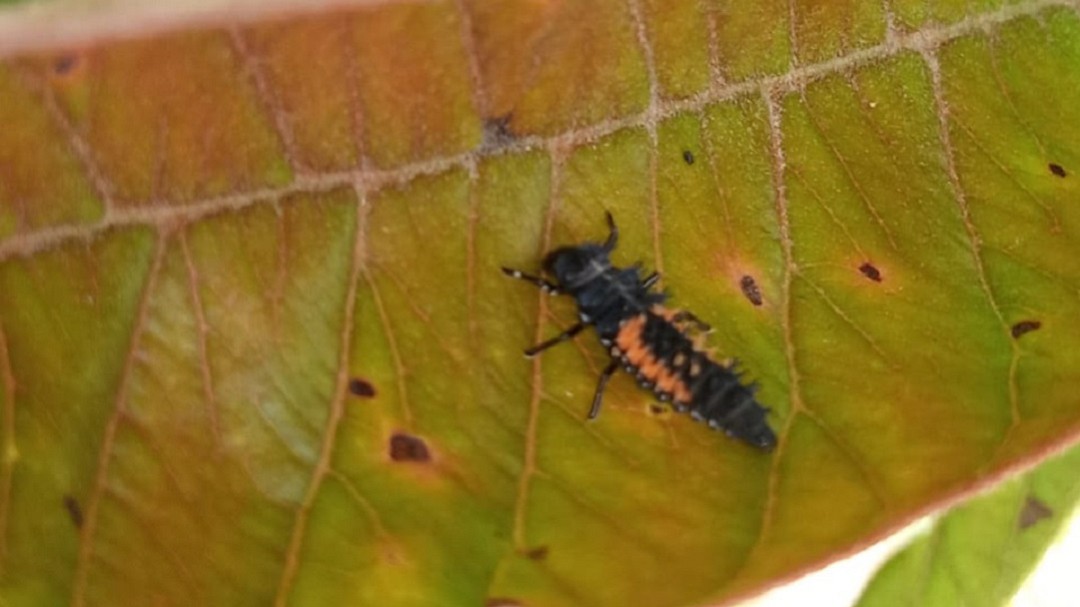 Un insecto benéfico para prevenir el "dragón amarillo" en los cítricos