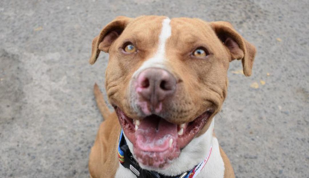 El adoptable de la semana es Joy