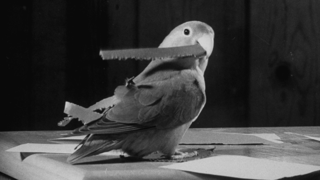 ¡Indignante! 60 loros que al parecer fueron envenenados cayeron del cielo