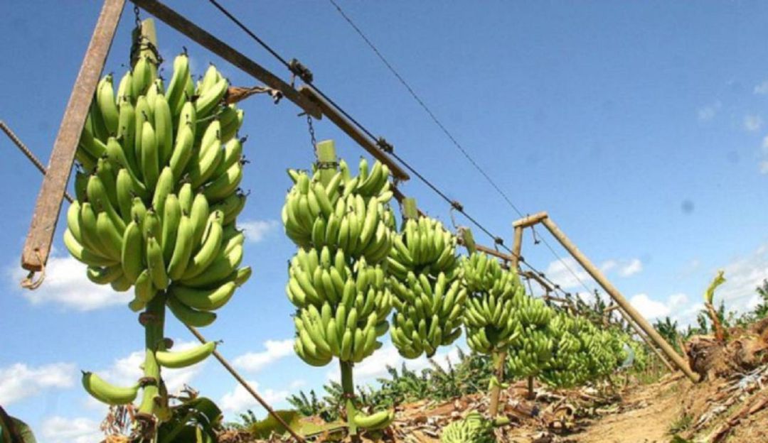 Cuarentena en hectáreas de banano de La Guajira por sospecha de hongo