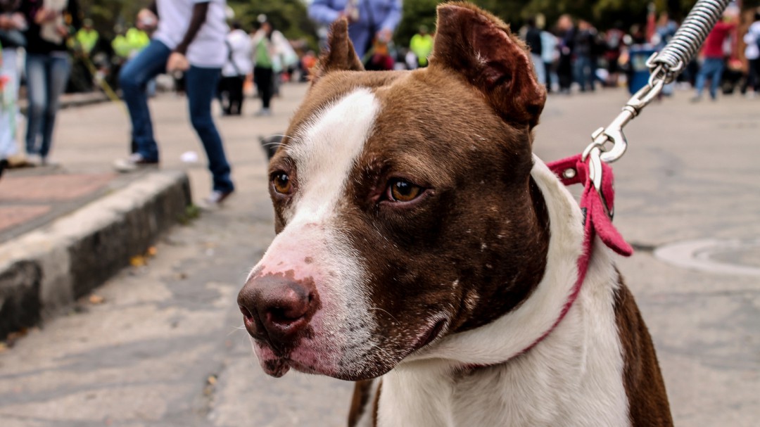 Más de 870 agresiones de animales de compañía se han registrado en Pereira