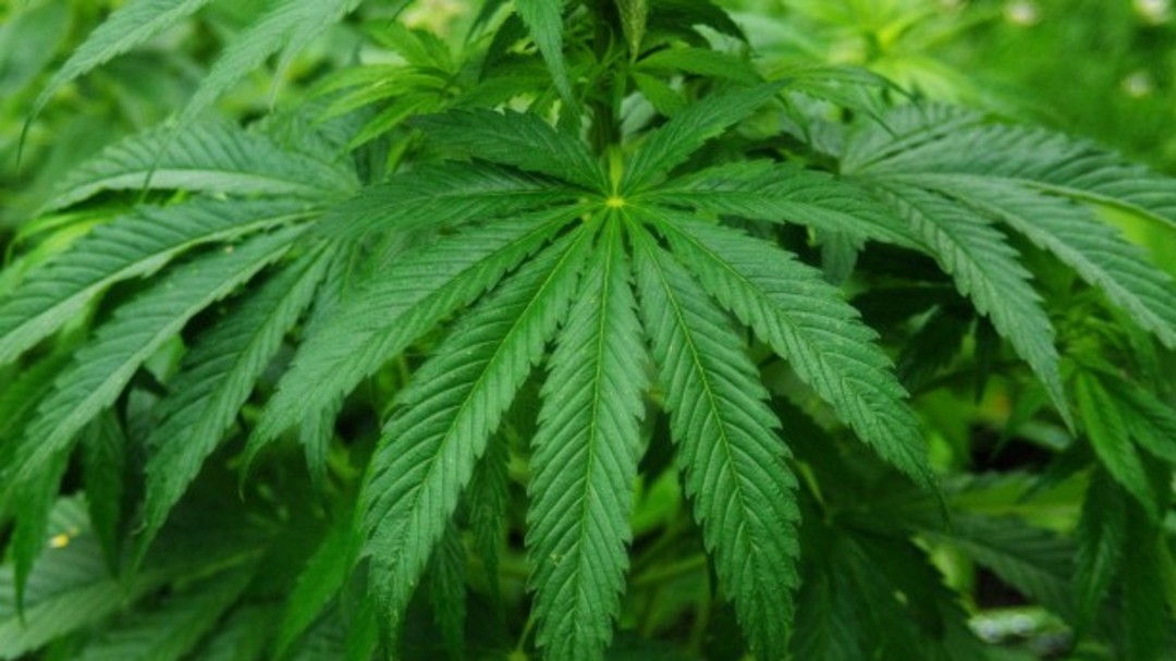 Cannabis como método medicinal en Colombia