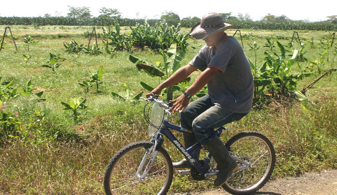 hongo del banano, alerta en la Guajira, alerta en Urabá: Por hongo del banano, otros dos predios en Guajira entran en cuarentena