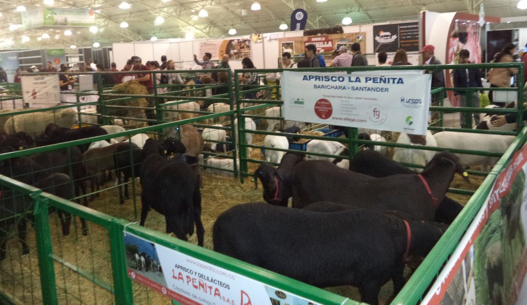 Exposicion de ovinos y caprinos en Agroexpo 2019