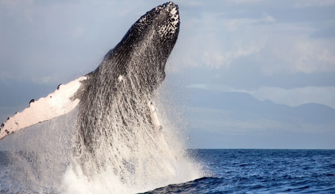 Lomos, aletas, coletazos y la majestuosidad de las ballenas se pueden observar desde las embarcaciones.