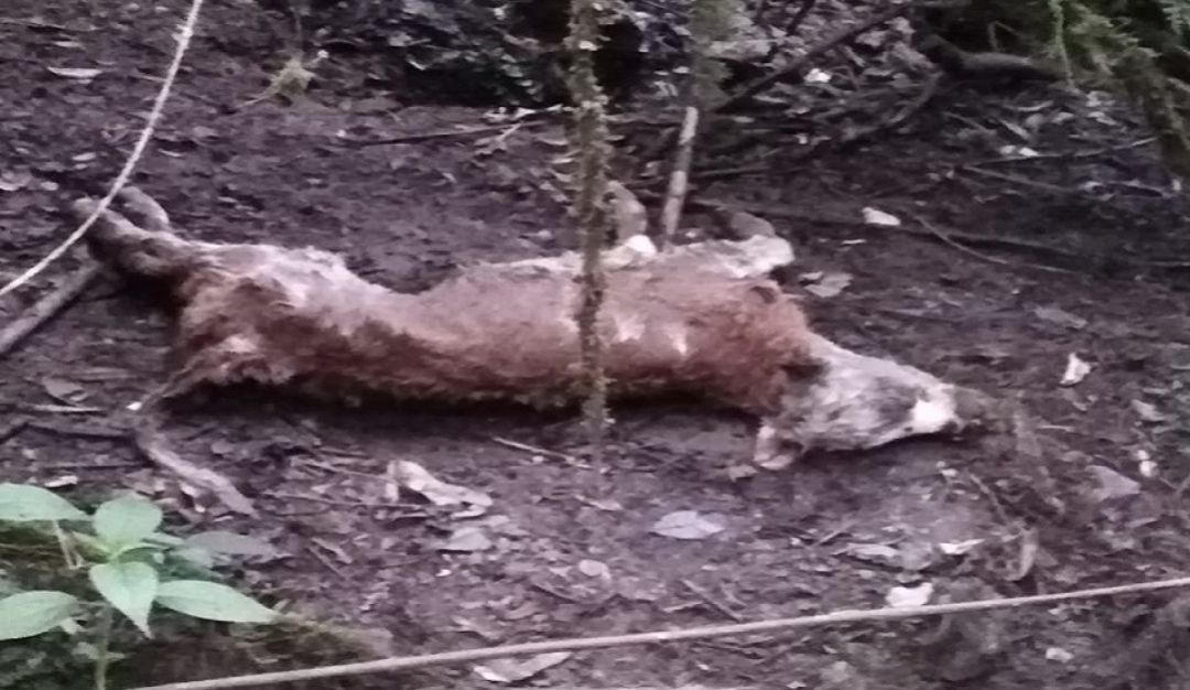 Felinos atacan ovejas: Alerta en Santa Isabel por ataque de felinos