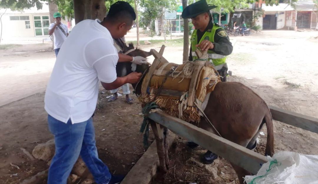 equinos Cartagena: 320 equinos fueron atendidos por las autoridades en Cartagena