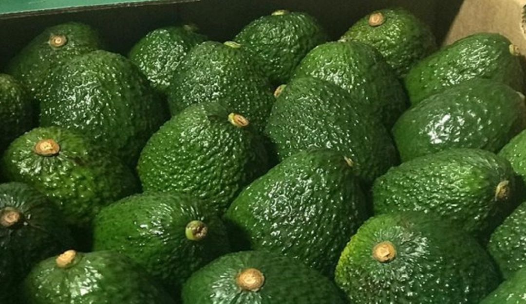 Aguacate Hass