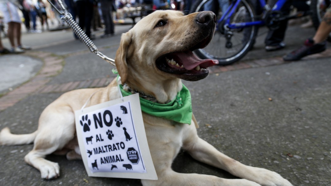 En Chiquinquirá una persona fue capturada por maltrato animal