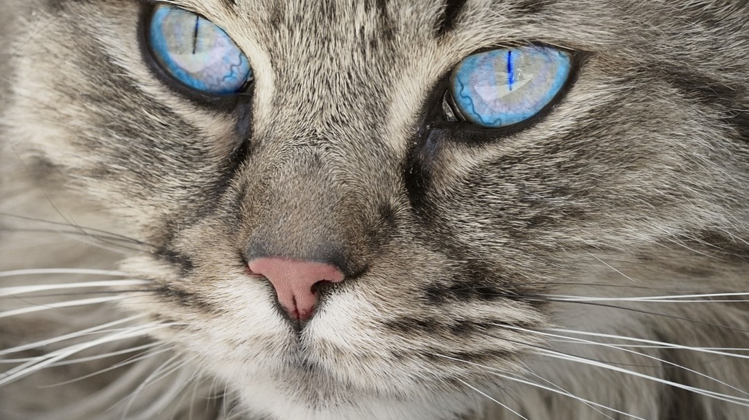 Cómo afrontar el duelo cuando nuestra mascota muere