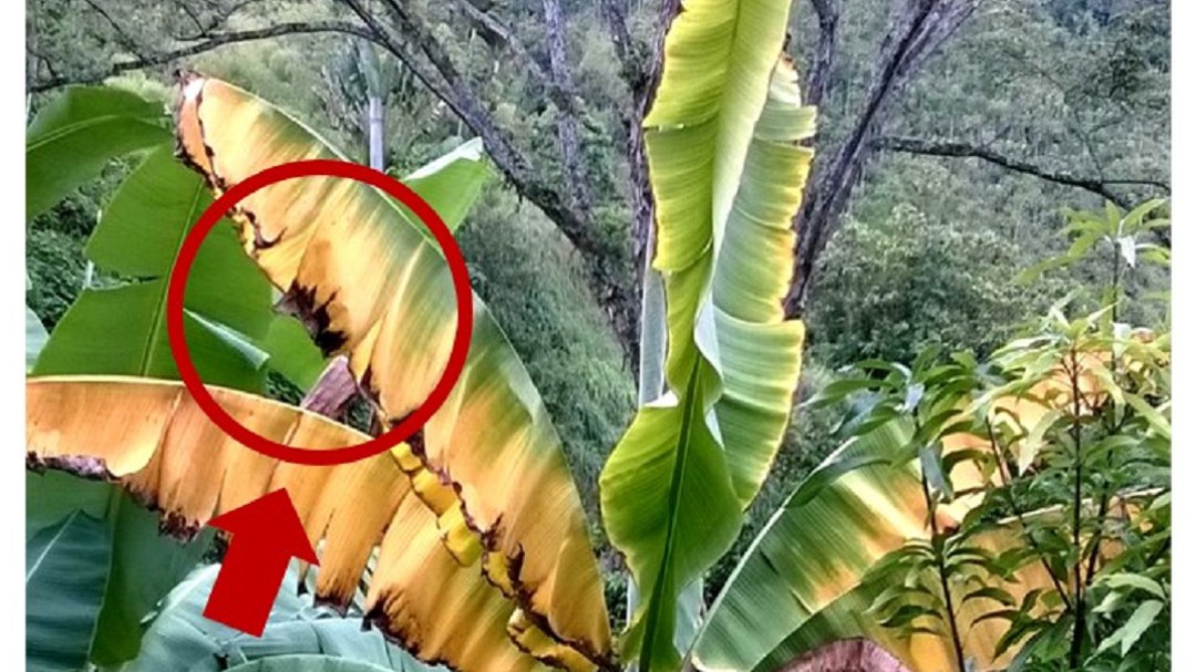 Cómo hacer frente al hongo que destruye los cultivos de plátano y banano