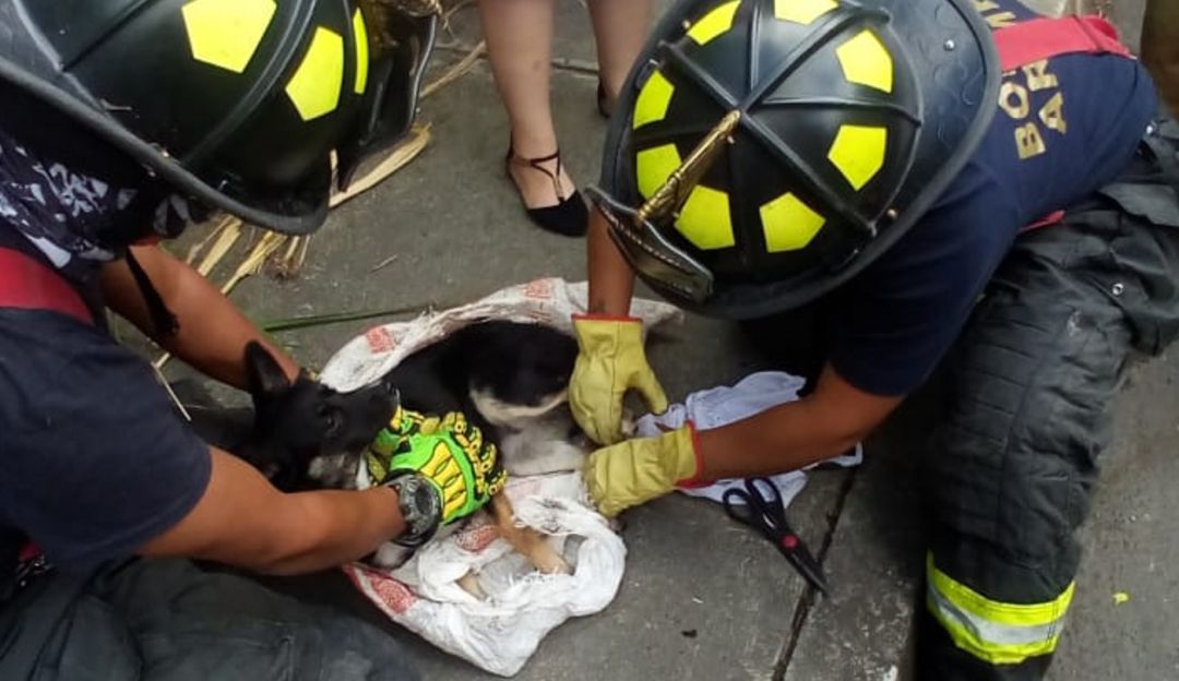 Este es el momento en el que los bomberos rescataron el perro