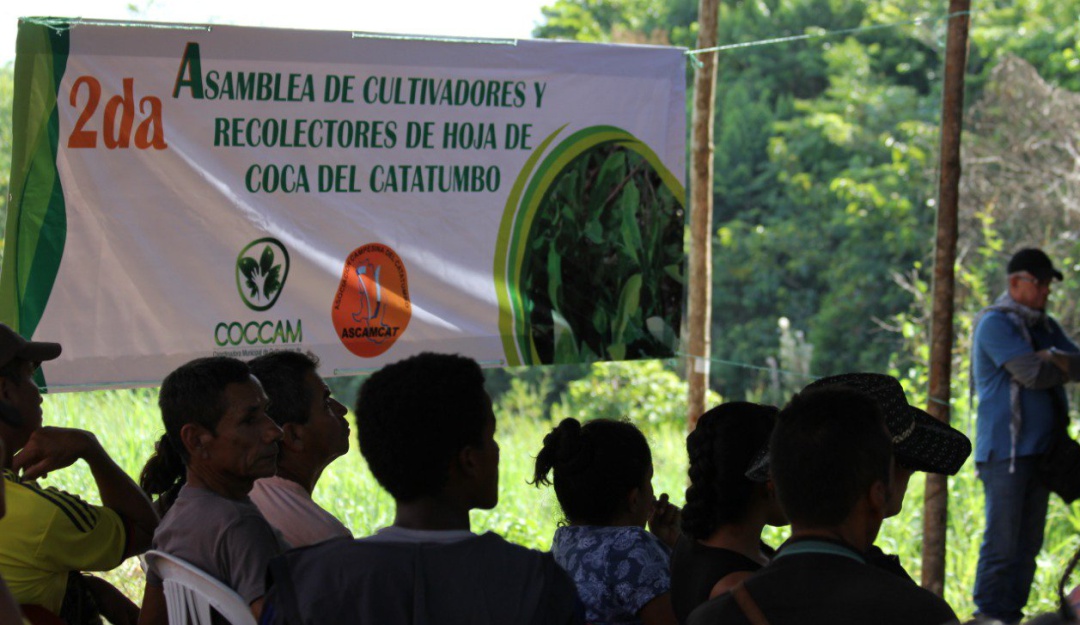 Cultivadores de coca en el Catatumbo