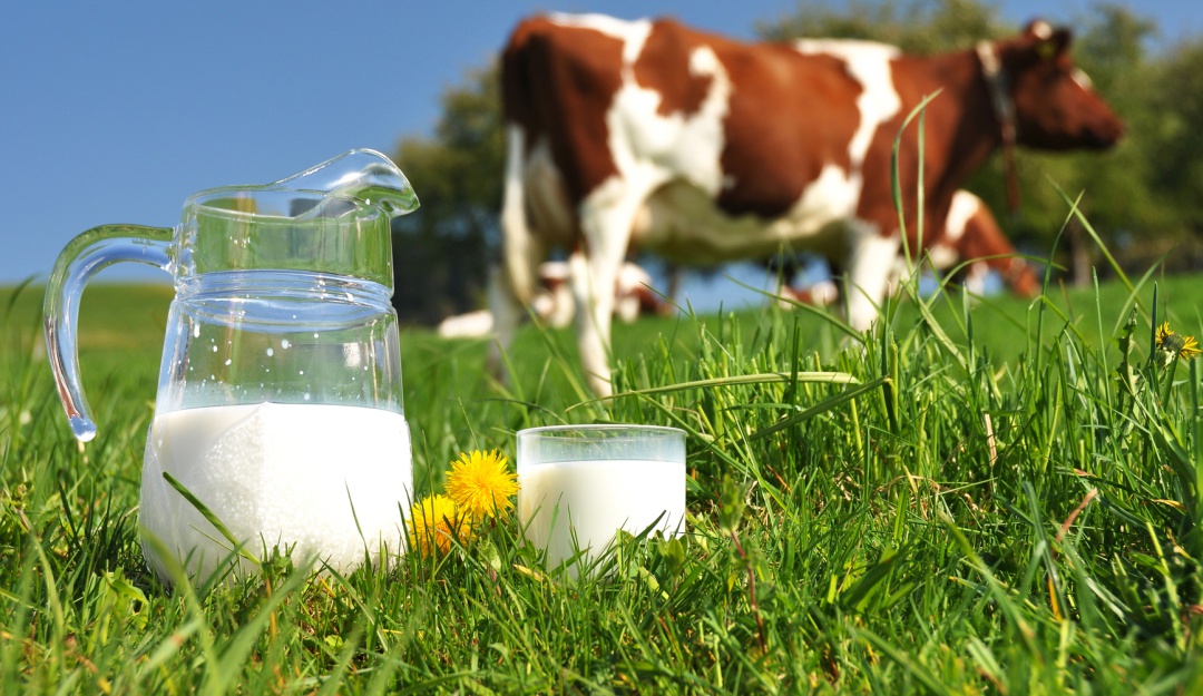 La leche, rico alimento