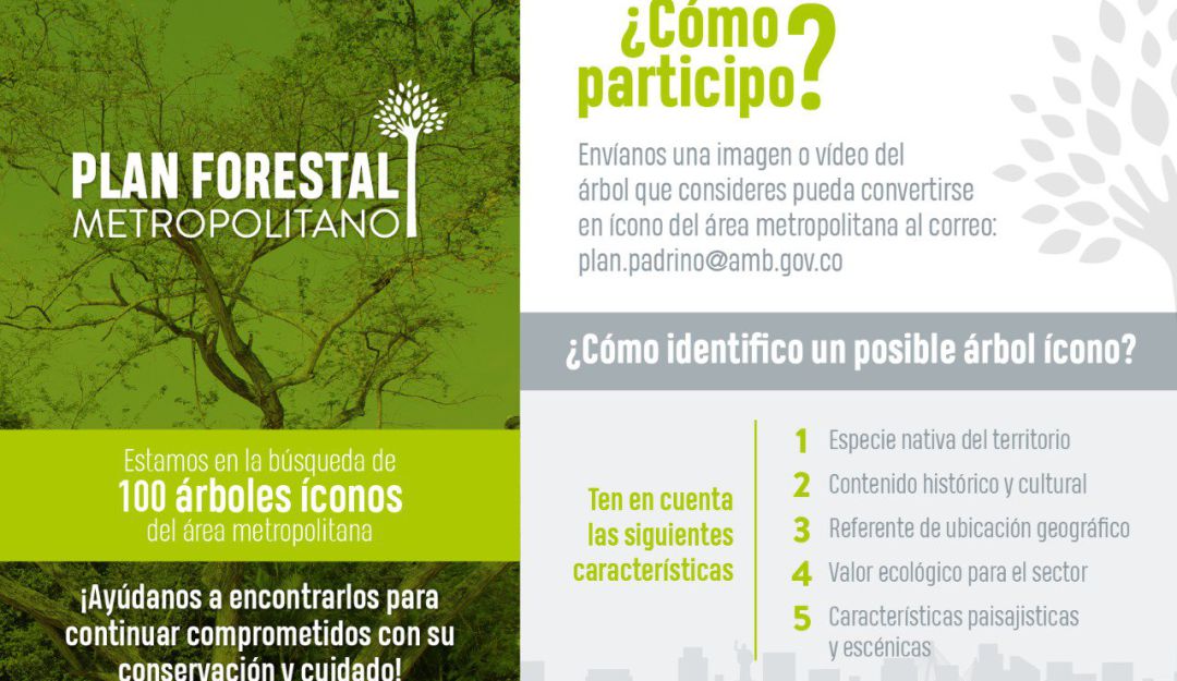 PLAN FORESTAL METROPOLITANO: Se buscan 100 árboles ícono para su conservación
