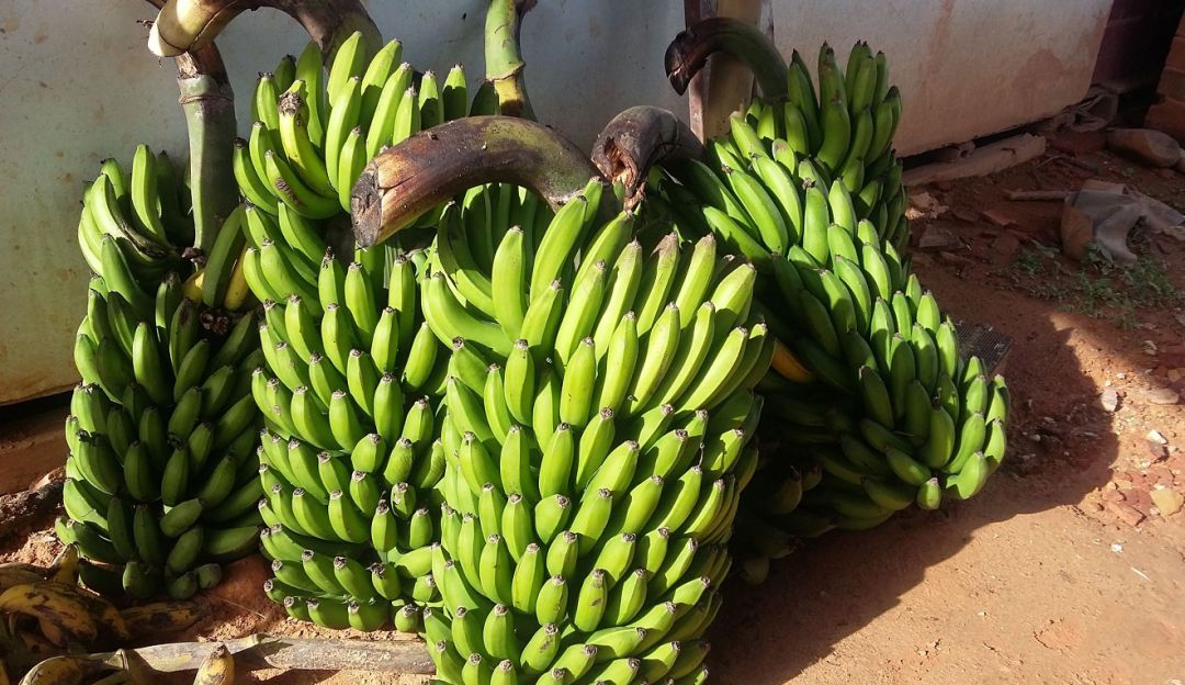 Plátano cultivado en Caldas