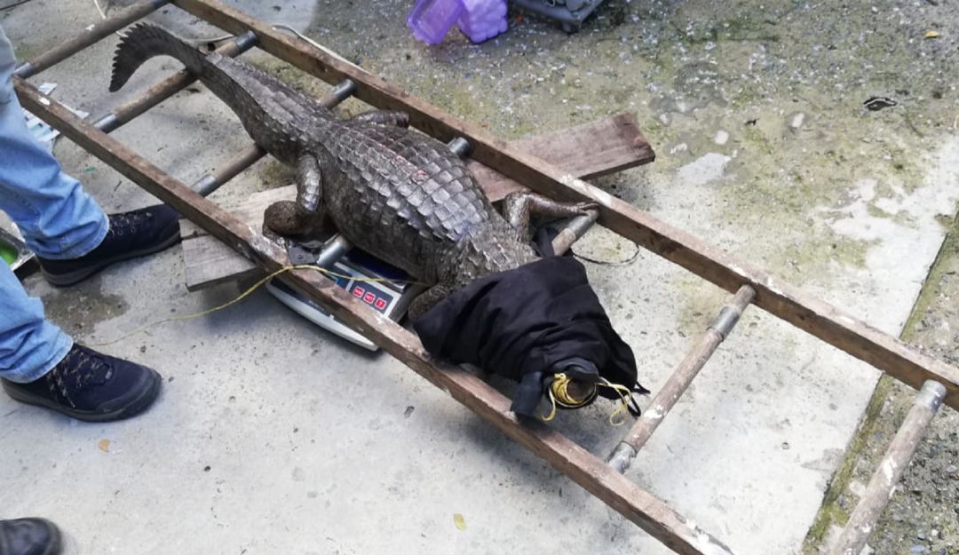 Atrapada una de las tres babillas que estaba en el Lago de Ciudad Jardín