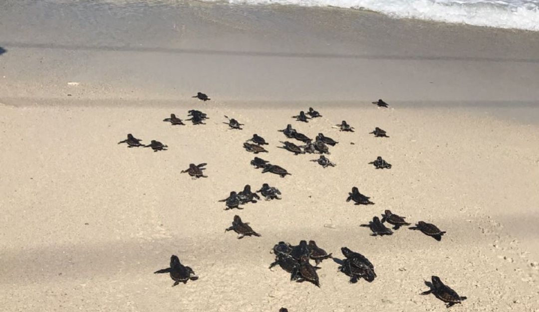 Recomendaciones conservación tortugas marinas: Entregan recomendaciones para conservación de las tortugas marinas