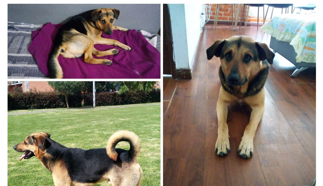 Leopoldo, el adoptable de la semana