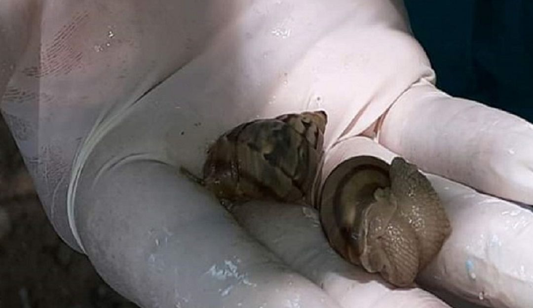 Buscan controlar al caracol gigante africano en La Mojana