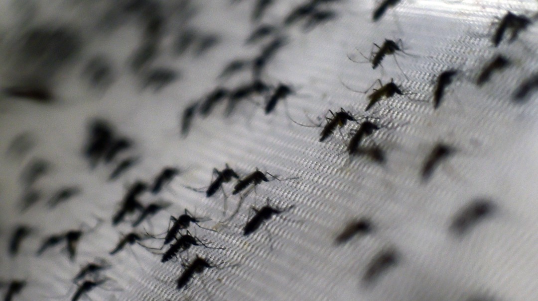 Hay alarma en Sucre por proliferación de enfermos de dengue