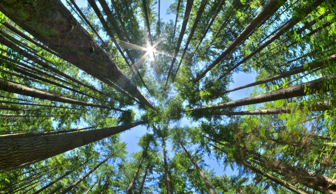 Lucha contra la deforestación en Colombia: Lucha contra la deforestación recibirá más de dos mil millones