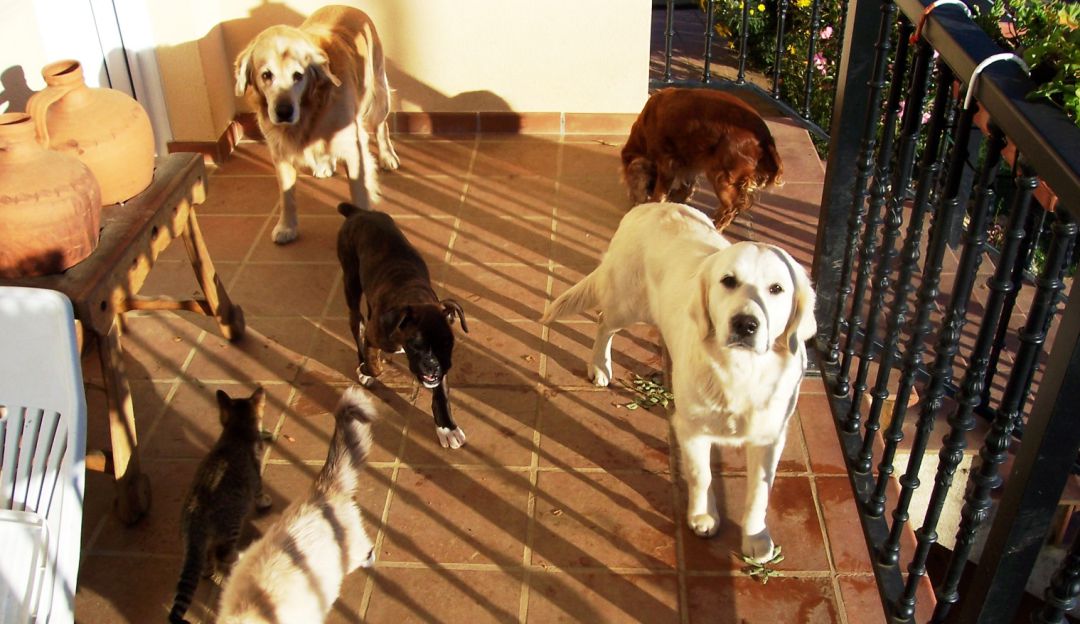 El Guardián: El Guardián invita a jornada de salud y recreación para perros y gatos
