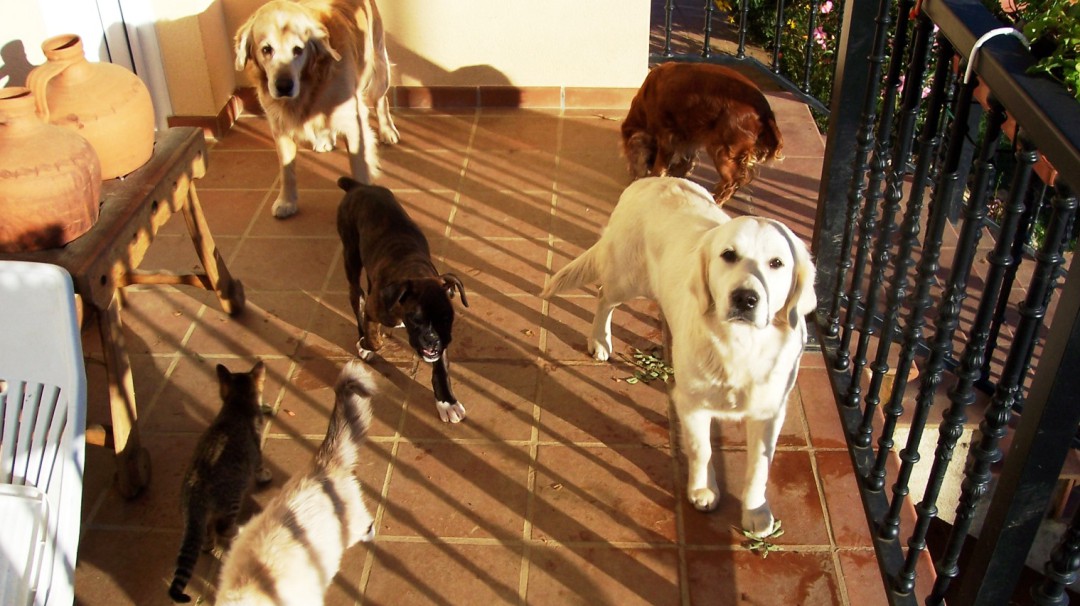El Guardián invita a jornada de salud y recreación para perros y gatos