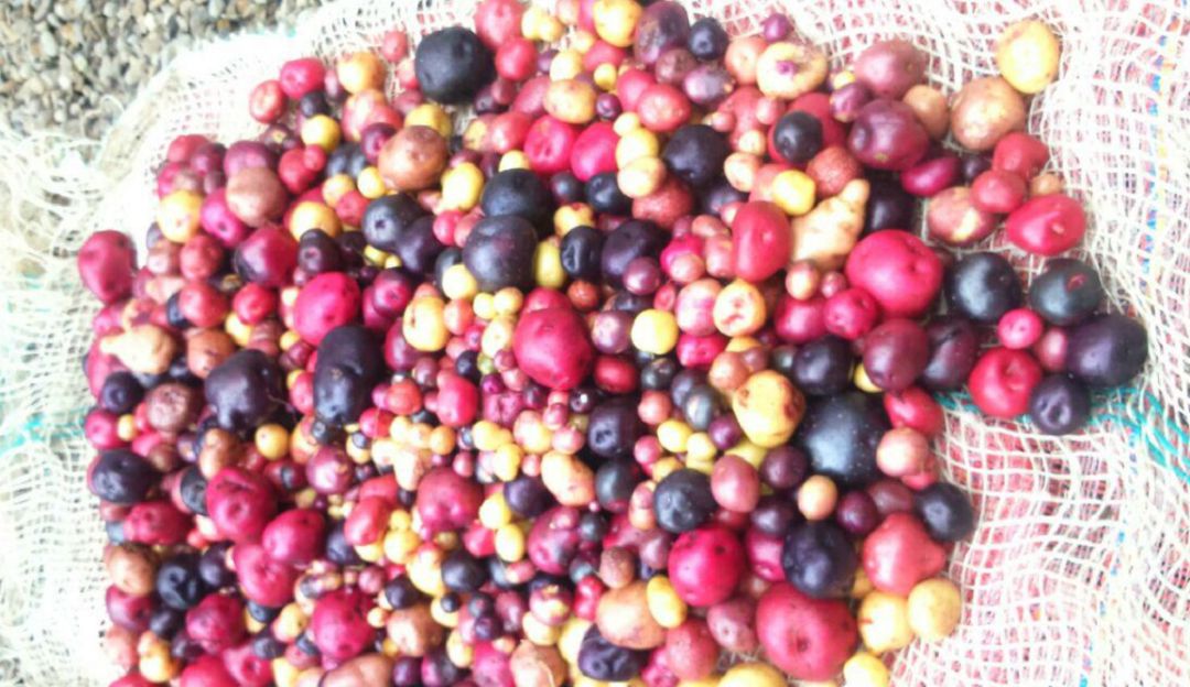 alimentos ancestrales: En Colombia hay más de 800 variedades de papas nativas