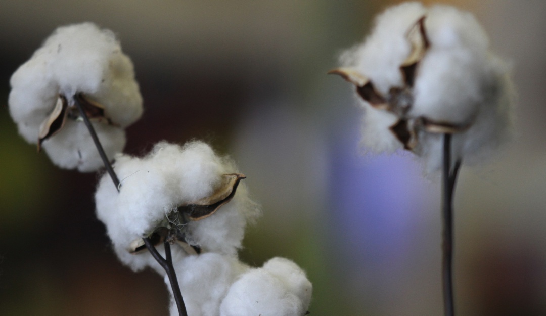 Historia de cultivos: Tabaco y algodón, su relación con la Independencia