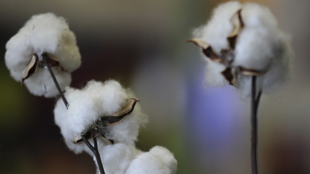 Tabaco y algodón, su relación con la Independencia