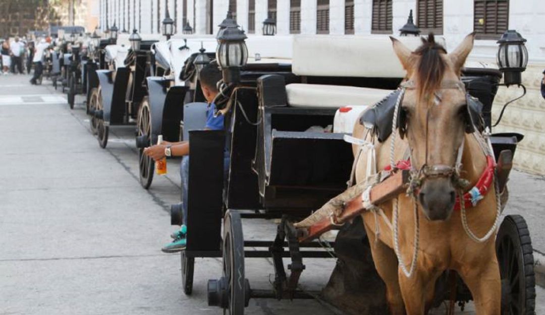 Drogas sintéticas en Cartagena: Cocheros estarían vendiendo drogas sintéticas en Cartagena: Policía