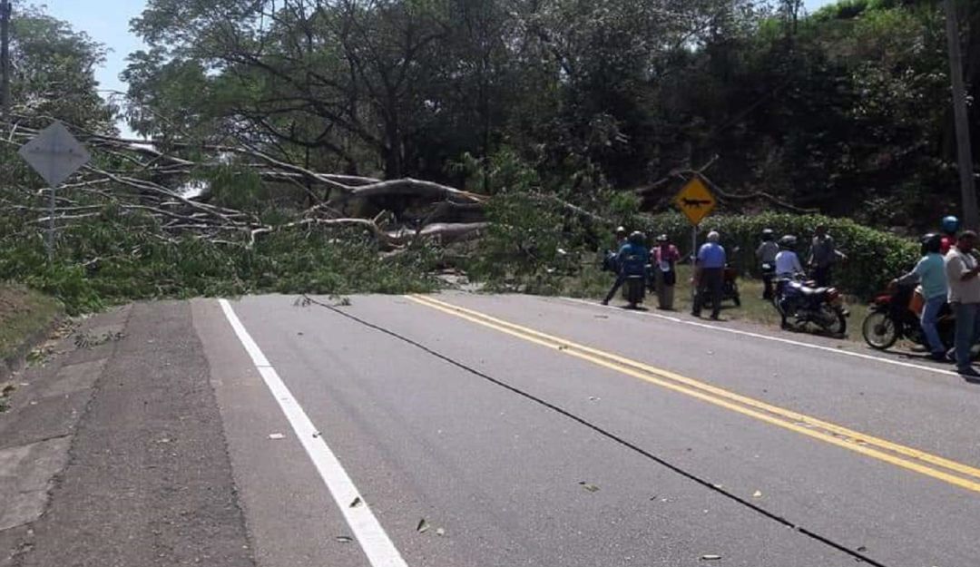 fuertes vientos en vías del Tolima: Caída de árboles afecta la movilidad en la vía a Honda, Tolima
