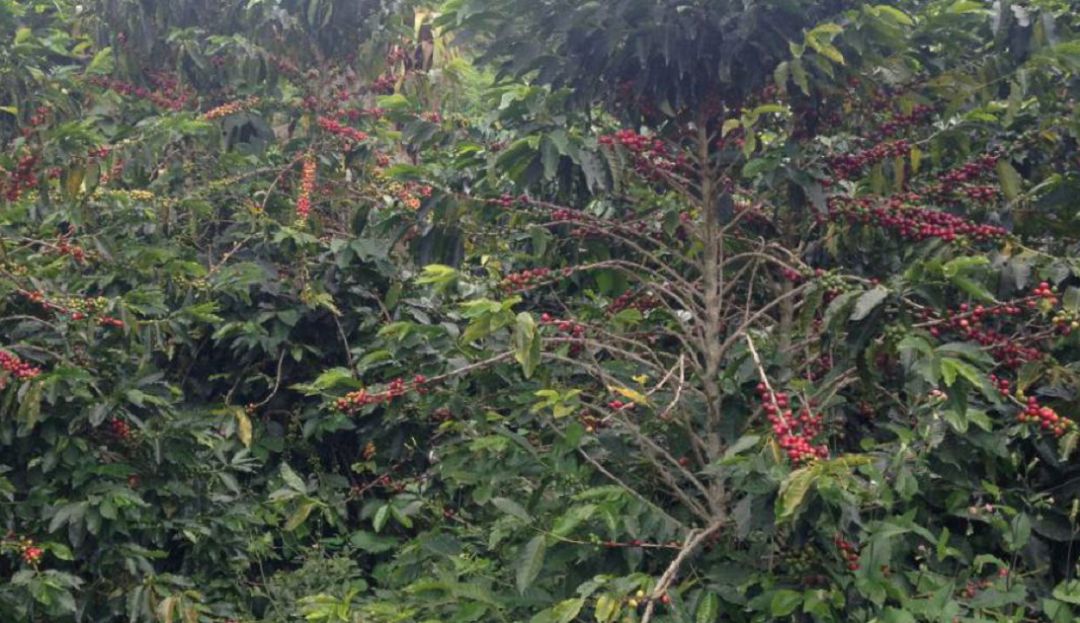 Recolectores para la cosecha cafetera