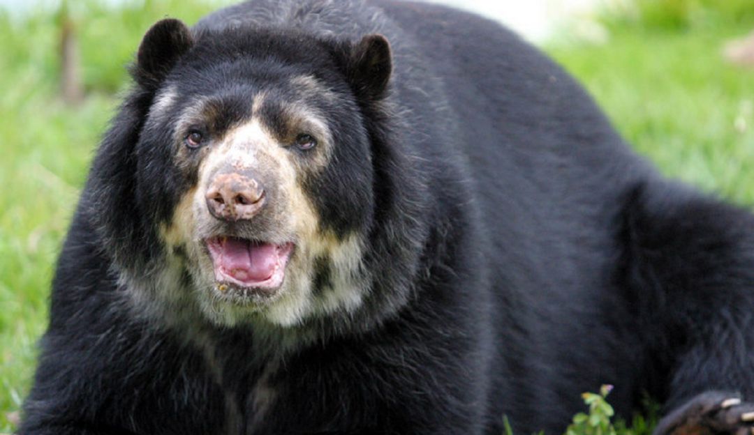 Aplicará o no el habeas corpus para el oso chucho: ¿El habeas corpus aplica para el oso Chucho?