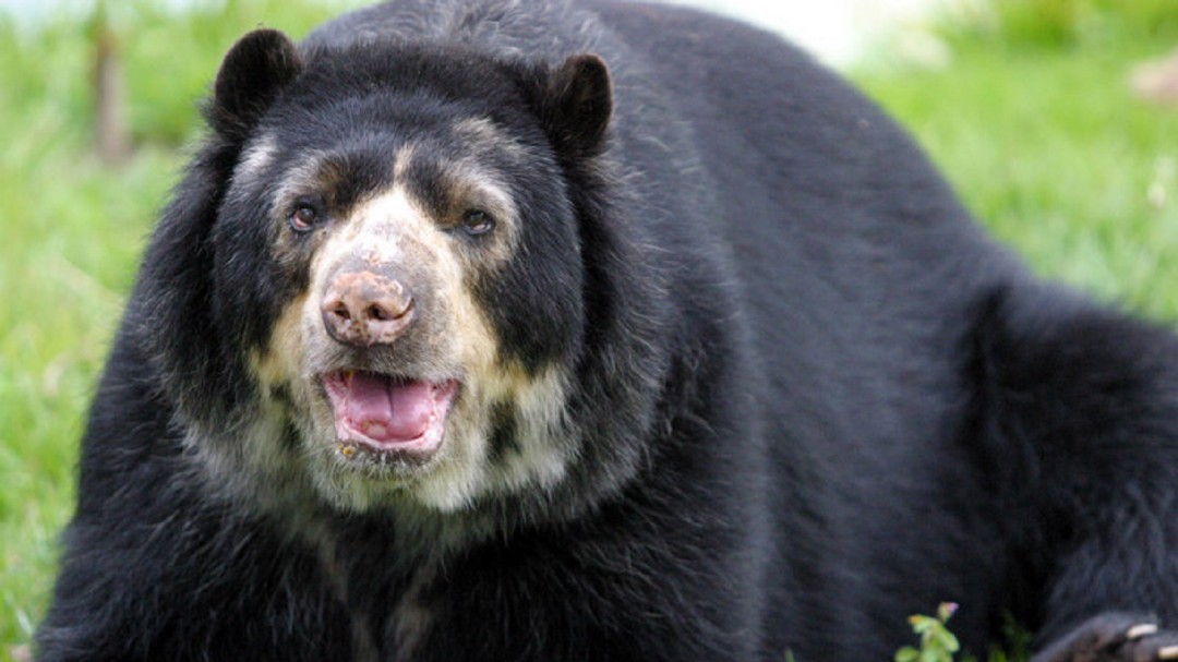 ¿El Habeas corpus aplica para el Oso Chucho?