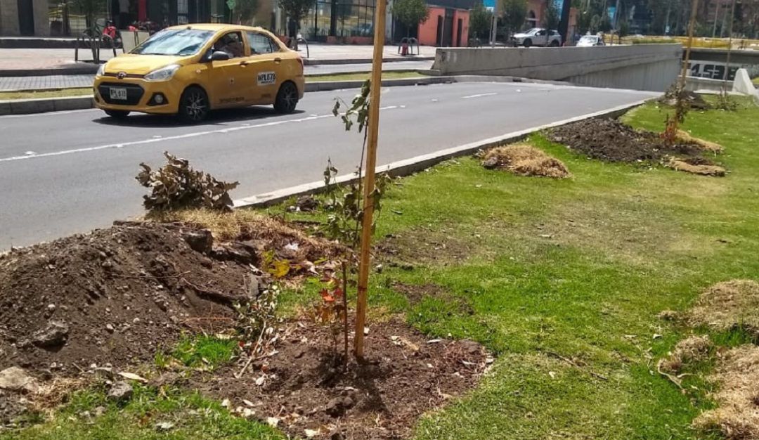 Arboles Bogotá: Fueron “destrozados” los árboles plantados en la calle 94