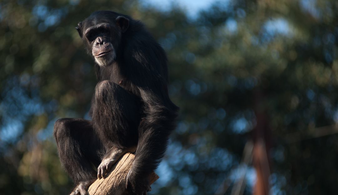 Chimpancé